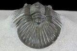 Scabriscutellum Trilobite With Axial Nodes #68664-4